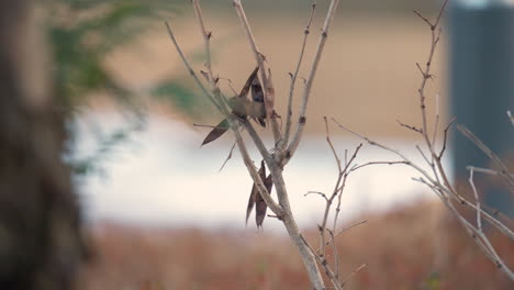 Coal-Tit-Pick-Dried-Seed-Pod-From-Tree-and-Flies-Away