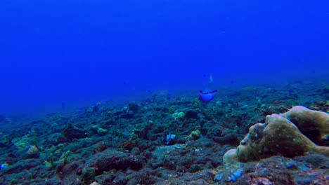 Schöne-Blaue-Unterwasseraufnahme-Von-Lebendigen-Natürlichen-Korallenriffen-Im-Ozean-Mit-Einer-Vorbeischwimmenden-Qualle