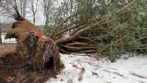Uprooted-tree-covered-in-snow-from-wind,-slow-wide-angle-pan-during-winter