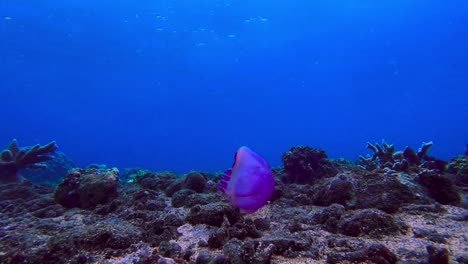 Purple-jellyfish-swimming-solitarily-along-the-coral-reef-as-the-sun's-rays-penetrate-the-coral-reef