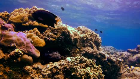 Tiefwinkel-Unterwasseraufnahmen-Eines-Gesunden-Tropischen-Riffs-In-Bali-Mit-Vielen-Fischarten,-Einschließlich-Harlekin-Süßlippen