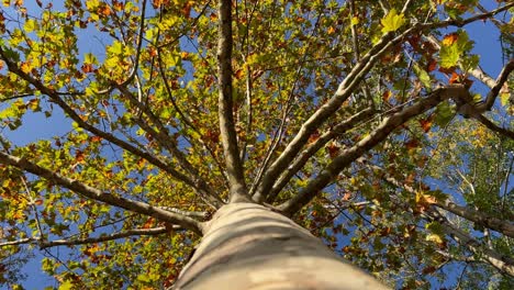 Looking-up-at-beech-tree-crown-with-green-leaves-and-branches-seen-from-trunk-bark