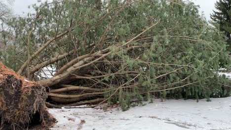 Close-up-pan-of-uprooted-tree-during-winter-snow-with-roots-showing-from-storm