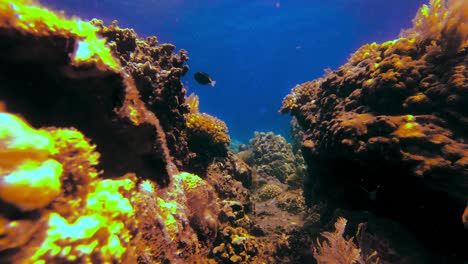 Vista-Submarina-Estática-De-Un-Pequeño-Desfiladero-En-Un-Arrecife-De-Coral-Tropical-Mientras-Las-Algas-Se-Balancean-Suavemente