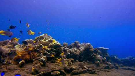 Statische-Unterwasseraufnahme-Einer-Schule-Von-Tropischen-Fischen-Der-Goldbauchdame,-Die-In-Tropischen-Gewässern-Indonesiens-Schwimmen
