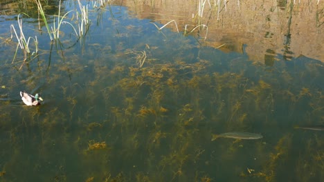 Ente-Jagt-Fische-In-Einem-Teich