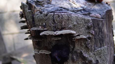 Nahaufnahme-Von-Pilzen,-Die-Auf-Einem-Abgeschnittenen-Baumstumpf-Wuchsen