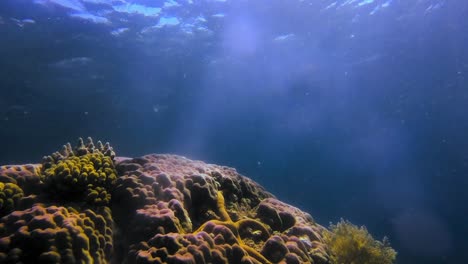 Gelber-Seestern,-Der-Auf-Korallenfelsen-Steht,-Während-Sonnenstrahlen-Die-Oberfläche-Des-Meerwassers-überqueren