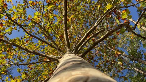 Looking-up-perspective-at-tree-crown-with-green-leaves-and-branches-seen-from-trunk-bark