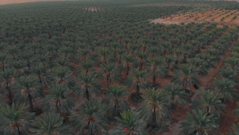 aerial-view-of-Palm-field-at-sunrise---push-in-shot