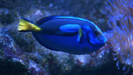 Folgen-Sie-Einem-Blauen-Doktorfisch,-Der-In-Zeitlupe-Entlang-Des-Korallenriffs-Schwimmt