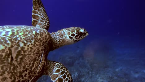 Swimming-and-snorkelling-with-hawksbill-marine-turtle-in-open-tropical-ocean