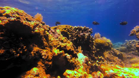 Wunderschönes-Exotisches-Korallenriff,-Das-Von-Fischen-Und-Klarem-Blauem-Wasser-Beschallt-Wird