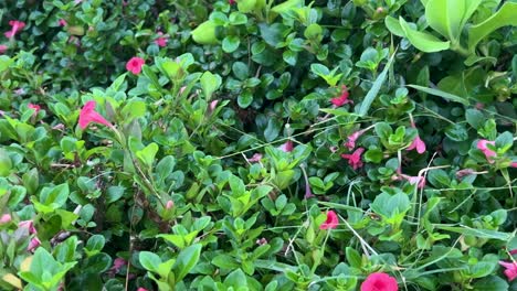 Bonitas-Flores-De-Cerca-Que-Son-Rosadas