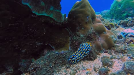 Underwater-time-lapse-of-beautiful-small-sea-slug-nudibranch-moving-through-the-coral
