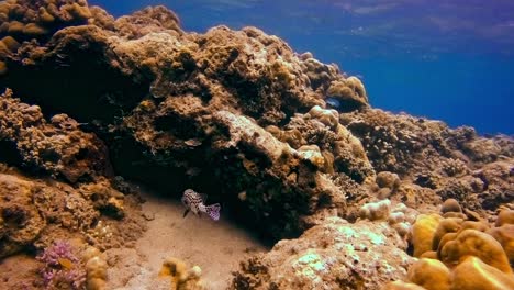 Hermosos-Labios-Dulces-De-Arlequín-Nadando-En-Exuberantes-Y-Amarillos-Arrecifes-De-Coral-En-El-Fondo-Del-Océano-Azul