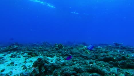 Quallen-Und-Exotische-Fische-Schwimmen-Im-Blauen-Wasser-Auf-Den-Korallenriffen-Des-Meeresbodens