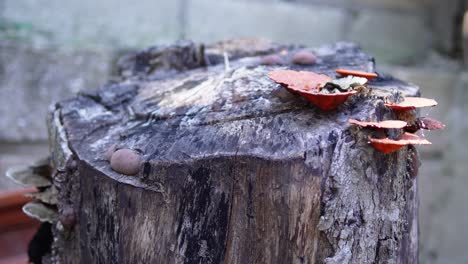 Fungi-that-grow-on-a-cut-tree-stump