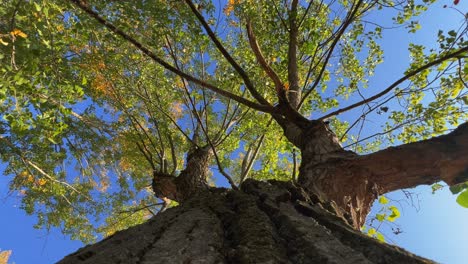 Looking-up-at-green-tree-crown-with-leaves-on-branches-seen-from-trunk-bark