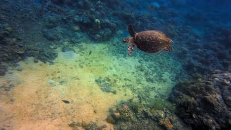 Atemberaubende-Karettschildkröte,-Die-Mit-Exotischen-Fischen-Im-Blauen-Ozean-Herumschwimmt