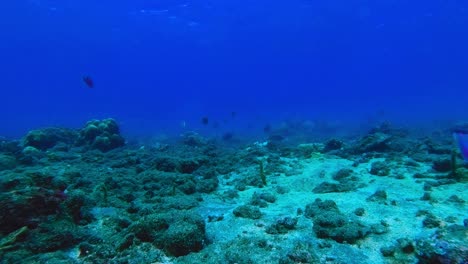 Medusas-Azules-Y-Moradas-Moviéndose-Con-Corriente-Marina-En-Arrecifes-Tropicales