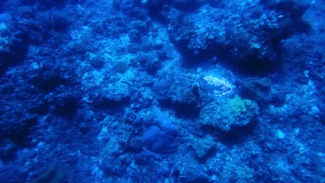 Echte-Karettschildkröte,-Die-In-Den-Korallenriffen-Auf-Der-Unterseite-Des-Wunderschönen-Natürlichen-Blauen-Ozeans-Schwimmt