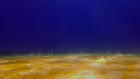 Underwater-wide-shot-of-garden-eels-on-the-bottom-of-the-blue-ocean