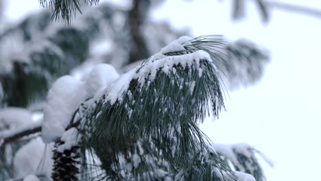 Close-up-of-a-pine-needle-branch-covered-in-snow-with-a-bokeh-background