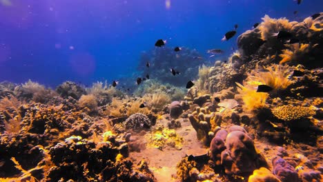Blühendes-Und-Lebendiges-Korallenriff-Voller-Exotischer-Fische,-Die-In-Sonnenstrahlen-Und-Klarem-Ozeanwasser-Baden