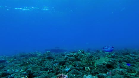 Eine-Qualle,-Die-An-Den-Korallenriffen-Im-Blauen-Ozean-Vorbeischwimmt