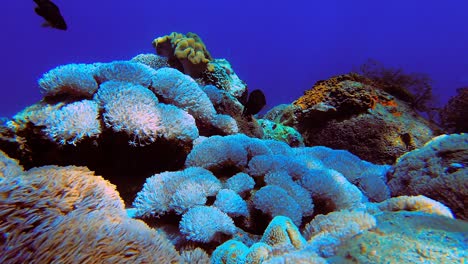 Vista-Submarina-Estática-Del-Coral-Goniopora-Tropical-Mientras-Los-Peces-Nadan-Alrededor