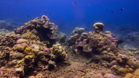 Handheld-Unterwasseraufnahme-Von-Titan-Drückerfischen-In-Den-Korallenriffen-Und-Umgeben-Von-Klarem-Blauem-Wasser-Und-Anderen-Fischen