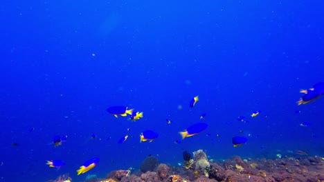 Small-yellow-fish-called-goldbelly-damsel-swimming-in-the-blue-ocean