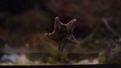 Closeup-shot-tiny-star-fish-attached-aquarium-glass-tank,-Slow-motion