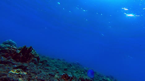 Medusas-Azules-Cruzando-El-Arrecife-Mientras-Las-Olas-Mueven-La-Superficie-Del-Agua