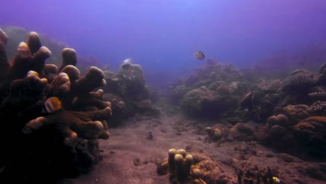 Una-Próspera-Comunidad-De-Peces-Y-Arrecifes-En-El-Fondo-Del-Océano