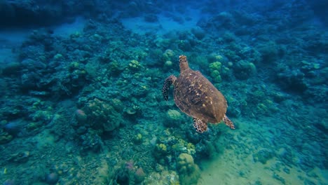 Sea-turtle-swimming-along-in-the-clear-ocean-waters