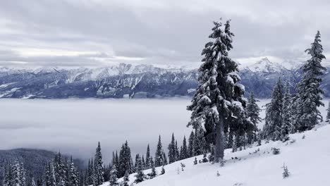 Stabiler-Statischer-Clip-Einer-Schneebedeckten-Subalpinen-Tanne-Auf-Den-Hängen-Des-Mt-Mackenzie-Revelstoke-British-Columbia-Mit-Einer-Niedrigen-Wolkenschicht-Und-Einem-Skifahrer,-Der-Kurz-Durchfährt