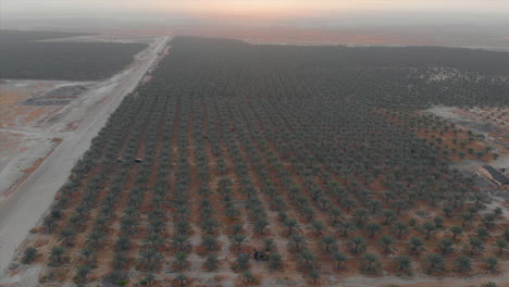 palm-field-at-sunrise---huge-dates-plantations---pull-back-tilt-down-drone