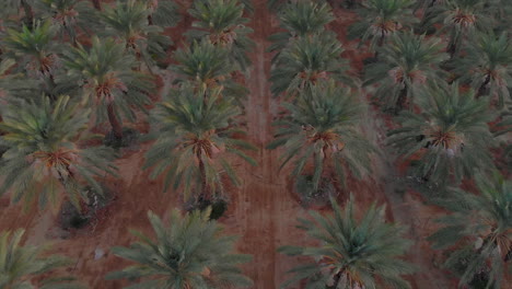 Luftbild-Von-Palmenfeldern,-Die-In-Reihen-Angeordnet-Sind---Landwirtschaftsbetrieb---Neigung-Nach-Unten-Drücken