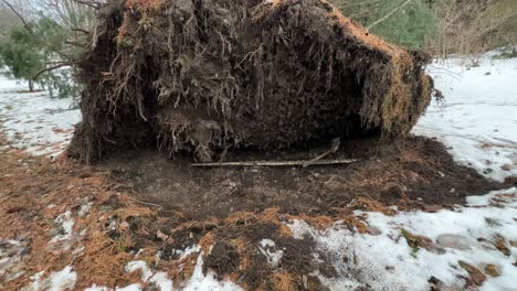 Roots-showing-from-fallen-uprooted-tree-from-winter-storm-with-snow-around