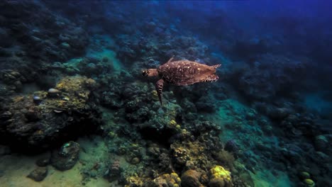Tortuga-Marina-Carey-Nadando-Suavemente-Sobre-Arrecifes-De-Coral-Con-Poca-Luz-Solar