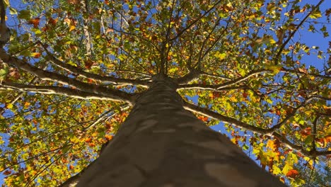 Looking-up-at-tree-crown-with-green-leaves-and-branches-seen-from-trunk-bark