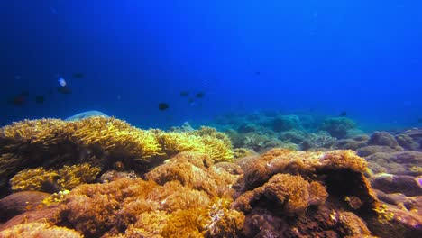 Coral-Goniopora-Prosperando-En-El-Fondo-Del-Océano-Con-Peces-Exóticos-Nadando-Y-Hermosos-Rayos-De-Luz-Del-Sol