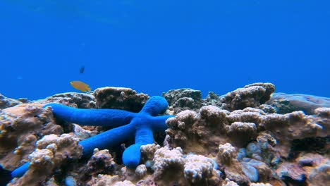 Time-lapse-of-blue-starfish-moving-through-corals-while-tropical-fish-swim-around