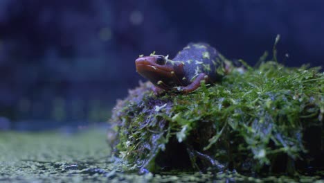 Closeup-of-a-Newt-lying-on-mossy-stone-slow-motion