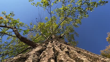Looking-up-point-of-view-at-tree-crown-with-green-leaves-and-branches-seen-from-trunk-bark