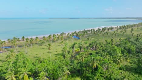 Luftaufnahme-Der-Wunderschönen-Landschaft-Mit-Palmen,-Die-An-Sonnigen-Tagen-Durch-Den-Dschungel-Und-Das-Karibische-Meer-Im-Hintergrund-Fließen