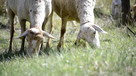 Herd-of-sheep-grazing-in-an-open-pasture