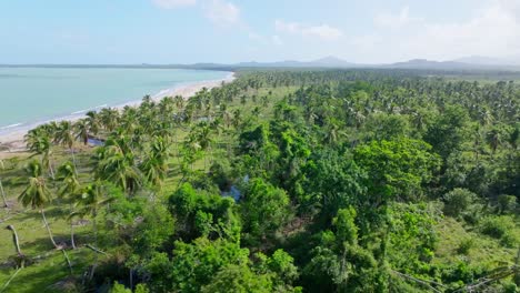 Lush-palm-tree-forest-and-playa-Bahia-Esmeralda-beach,-Miches-in-Dominican-Republic